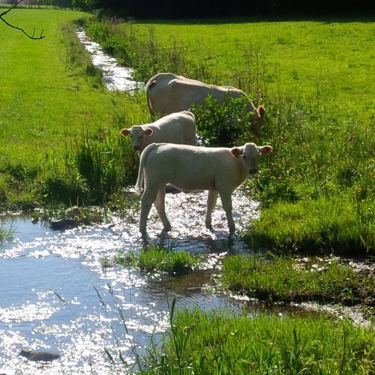 Ferienwohnung Kraehling Schmallenberg Esterno foto